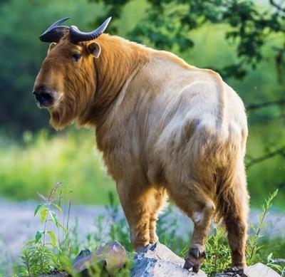 佛坪多方發(fā)力助力全域旅游提檔升級